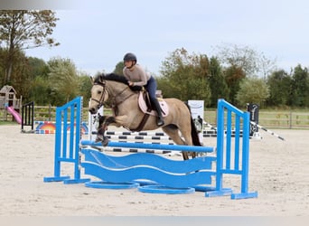 Irish sport horse, Merrie, 5 Jaar, 151 cm, Falbe, in Bogaarden Irish sport horse, Merrie, 5 Jaar, 151 cm, Falbe, in Bogaarden