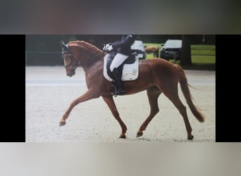 German Riding Pony, Mare, 9 years, 14.2 hh, Chestnut-Red, in Winterlingen,
