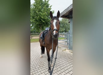 Wallach 11 Jahre
