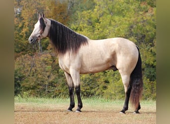 Tennessee walking horse, Gelding, 10 years, 16.1 hh, Buckskin, in Corinth MS,