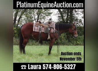 American Quarter Horse, Wallach, 6 Jahre, 140 cm, Rotbrauner, in North Judson IN,