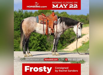 Quarter horse américain Croisé, Hongre, 9 Ans, 152 cm, Gris, in Joshua, TX,