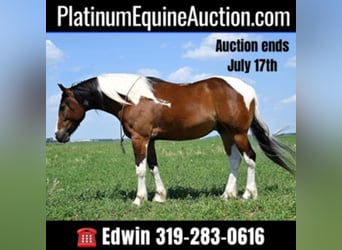 Draft Horse, Gelding, 6 years, 15.2 hh, Tobiano-all-colors, in Fairbank IA,