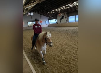 Reitbeteiligung mit Reitunterricht gesucht (R/M sucht P)