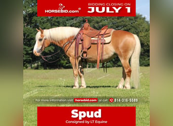 Haflinger, Ruin, 8 Jaar, 145 cm, Palomino, in Shippenville, PA,