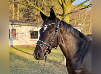 Gelding 4 years