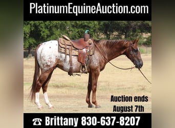 Quarter horse américain, Hongre, 7 Ans, 147 cm, Alezan brûlé, in Gainesville TX,