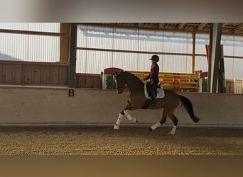 Holsteiner, Stute, 5 Jahre, 168 cm, Hellbrauner, in Rosenheim