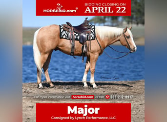 American Quarter Horse, Gelding, 3 years, 15.1 hh, Palomino, in Canistota,
