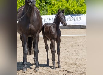 Trakehner, Stallion, 1 year, Black, in Rendsburg,