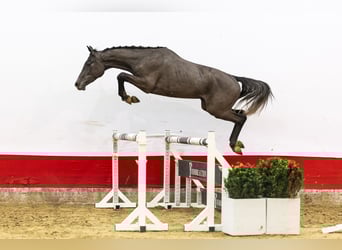 Westfale, Wallach, 3 Jahre, 163 cm, , in Waddinxveen