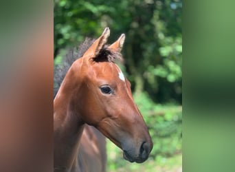 Deutsches Sportpferd, Stute, 1 Jahr, Brauner, in Neustadt (Dosse)