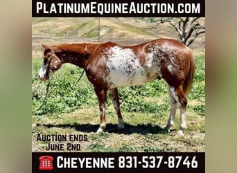 American Quarter Horse, Wallach, 9 Jahre, 152 cm, Dunkelfuchs, in Bitterwater CA,