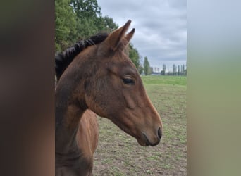 Belgisch Warmbloed, Merrie, Veulen (04/2025), 168 cm, Bruin, in Oostmalle