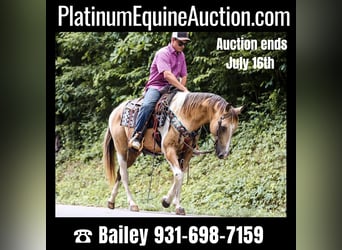 American Quarter Horse, Gelding, 12 years, 14.2 hh, Buckskin, in Santa Fe TN,