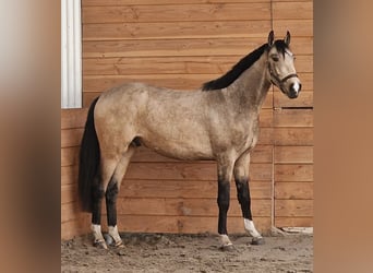 NRPS, Stallion, 3 years, Buckskin, in Den Ham