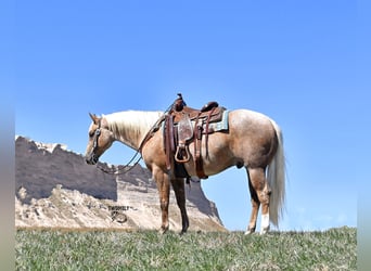 American Quarter Horse, Wallach, 5 Jahre, 155 cm, Buckskin, in Bayard, Nebraska,