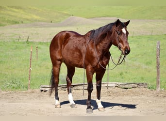 American Quarter Horse, Wallach, 9 Jahre, 152 cm, Rotbrauner, in King City