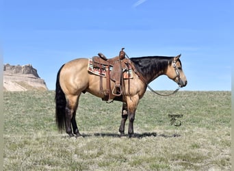 American Quarter Horse, Gelding, 4 years, 14.2 hh, Buckskin, in Bayard, Nebraska,