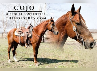 Missouri Foxtrotter, Wallach, 6 Jahre, 152 cm, Rotfuchs, in Houston, MO,