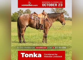 Quarter horse américain, Hongre, 5 Ans, 150 cm, Roan-Bay, in Buffalo,