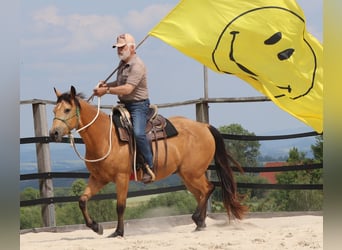 Gelding 3 years