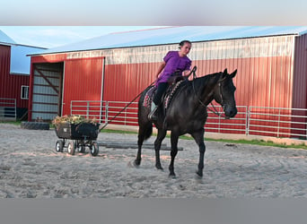 Quarter horse américain, Hongre, 14 Ans, 155 cm, Noir, in Fairbanks ia,