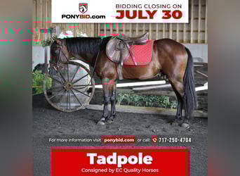Quarter Pony Mix, Castrone, 9 Anni, 124 cm, Baio ciliegia, in Beaver Springs, PA