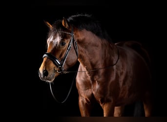 New Forest Pony, Ruin, 5 Jaar, 147 cm, Bruin, in Heinzenbach