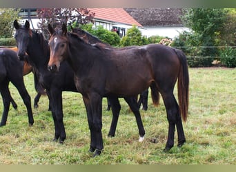 Oldenburger Springpferd, Hengst, 2 Jahre, Brauner, in Hankensbüttel
