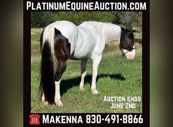 American Quarter Horse, Castrone, 6 Anni, 157 cm, Tobiano-tutti i colori, in Stephenville TX,