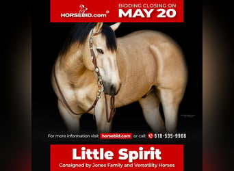 American Quarter Horse, Gelding, 5 years, 13.3 hh, Buckskin, in Lewistown,