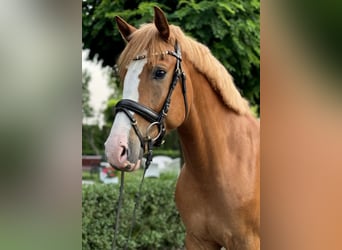 Otras razas, Caballo castrado, 6 años, 160 cm, Alazán, in Wschowa