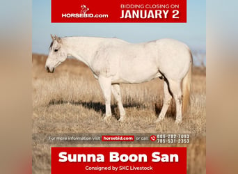 American Quarter Horse, Wallach, 10 Jahre, 152 cm, Schimmel, in Canyon, TX,