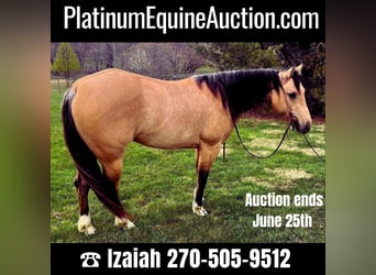 Quarter horse américain, Jument, 5 Ans, 147 cm, Buckskin, in Sonora KY,