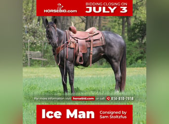 Quarter horse américain, Hongre, 5 Ans, 152 cm, Rouan Bleu, in Rebersburg, PA,