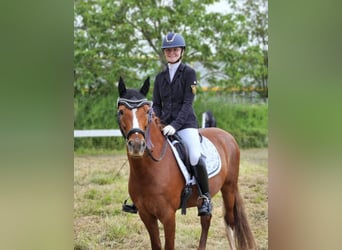 Deutsches Reitpony, Wallach, 15 Jahre, 147 cm, Fuchs, in Mehlingen,