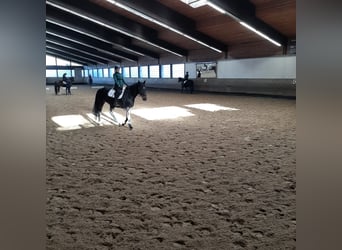 Junge Reiterin sucht tolles Pferd 