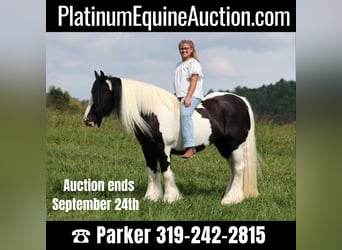 Gypsy Horse, Mare, 14 years, 15 hh, Tobiano-all-colors, in Somerset KY,