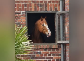 German Riding Horse, Stallion, 3 years, 16,2 hh, Chestnut-Red, in Pulheim