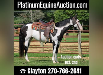 Quarter horse américain, Hongre, 12 Ans, 152 cm, Overo-toutes couleurs, in Sanora KY,