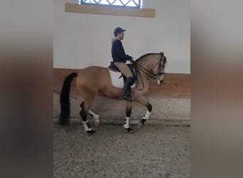 Lusitanien, Étalon, 6 Ans, 167 cm, Isabelle, in TROFA