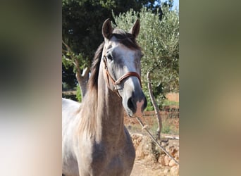 Andaluso, Castrone, 4 Anni, 160 cm, Grigio, in Felanitx