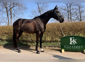 Tsjechisch warmbloed, Ruin, 9 Jaar, 164 cm, Donkerbruin, in Prague