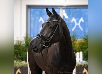 Hannoveraan, Merrie, 5 Jaar, 170 cm, Zwart, in Verden