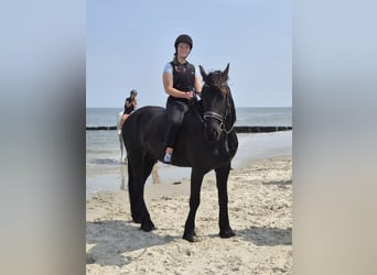 18 Jährige Reiterin sucht Reitbeteiligung