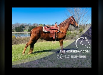 Tennessee walking horse, Ruin, 10 Jaar, Roodvos, in Tompkinsville, KY,