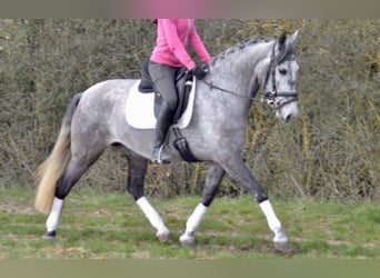 Lusitano, Merrie, 5 Jaar, 161 cm, Schimmel, in Würzburg