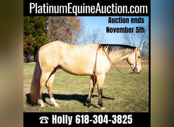 American Quarter Horse, Wallach, 4 Jahre, 150 cm, Buckskin, in Greenville Ky,