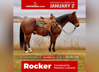 American Quarter Horse, Gelding, 10 years, 15 hh, Roan-Bay, in Valley Springs,